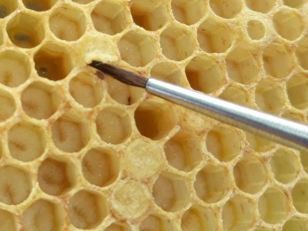 Mit einem Pinsel wurden Brutzellen künstlich infiziert (Foto: Dr. Eva Frey)