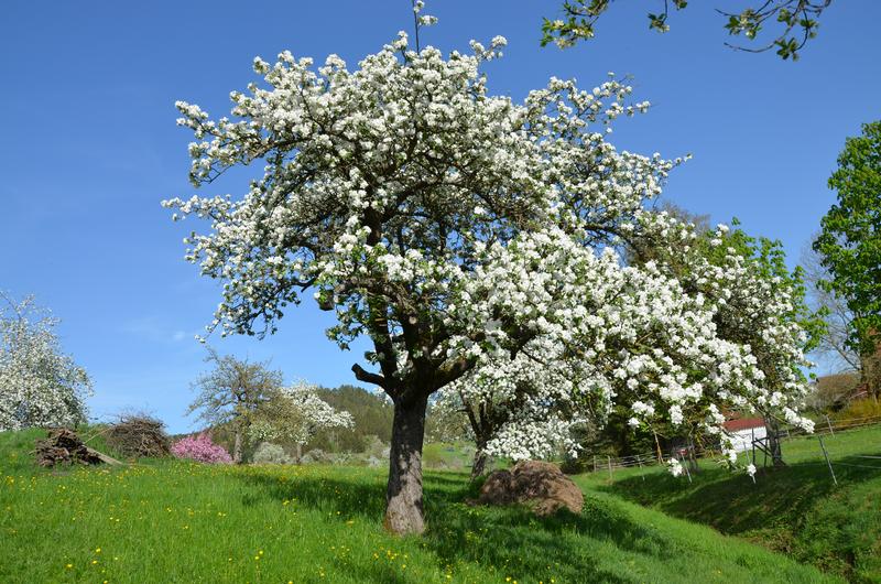 Streuobstwiesen sind wahre Hotspots der Artenvielfalt. (Foto: Lydia Wania-Dreher)
