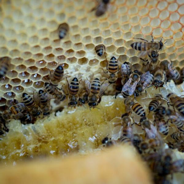 Der eigene Honig ist der beste auf der Welt! (Foto: Michèle Brunnmeier)