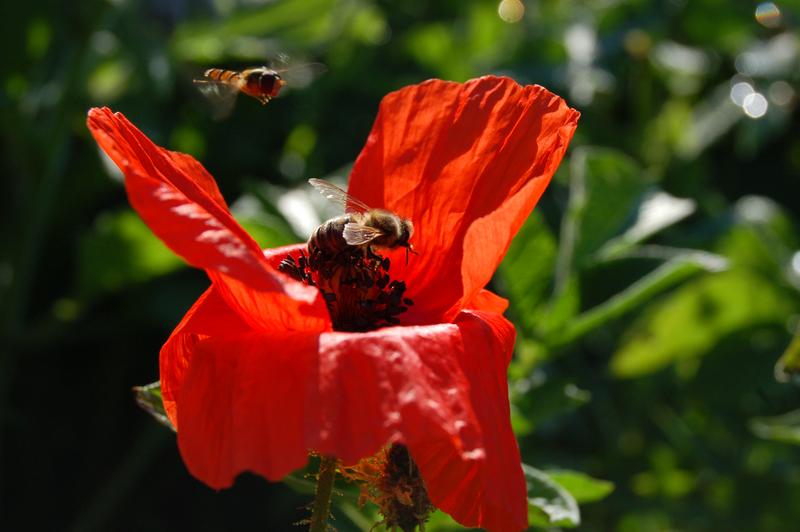 Biene und Schwebfliege an einer Mohnblume 