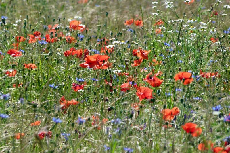 Bl&uuml;hfl&auml;che mit Mohnblumen. (Foto: R. Schreck)
