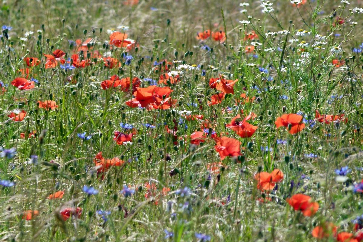 Bl&uuml;hfl&auml;che mit Mohnblumen. (Foto: R. Schreck)