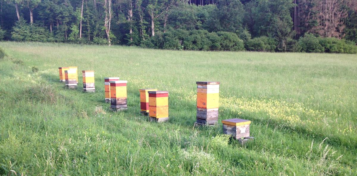 Bienenstand mit Versuchsv&ouml;lkern (Foto: Johannes Kuhn)
