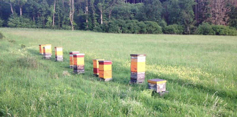 Bienenstand mit Versuchsv&ouml;lkern (Foto: Johannes Kuhn)