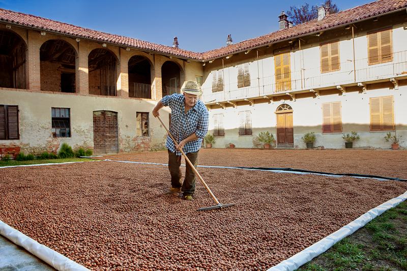 Schonend werden die Piemonteser Haselnüsse in der italienischen Mittagssonne getrocknet. (Foto: Altalanga)