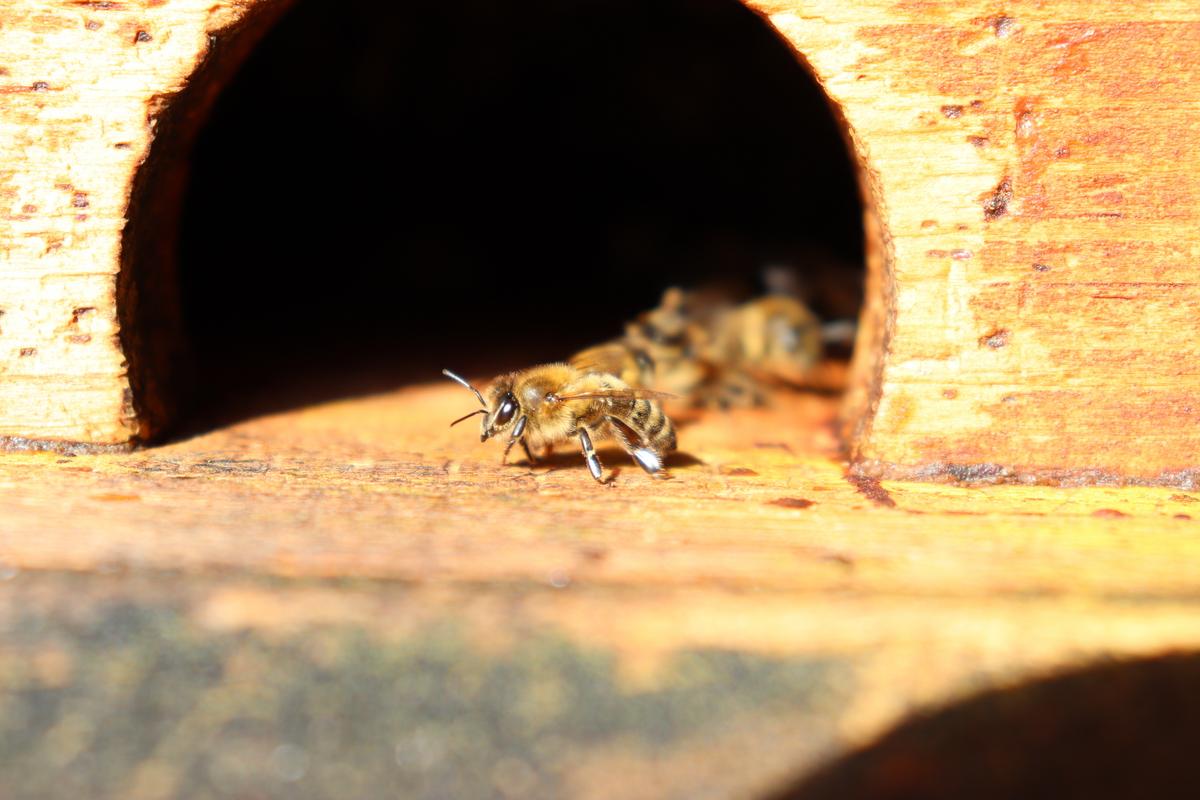 Bienen am Flugloch (Foto: Nick Leuckhardt)