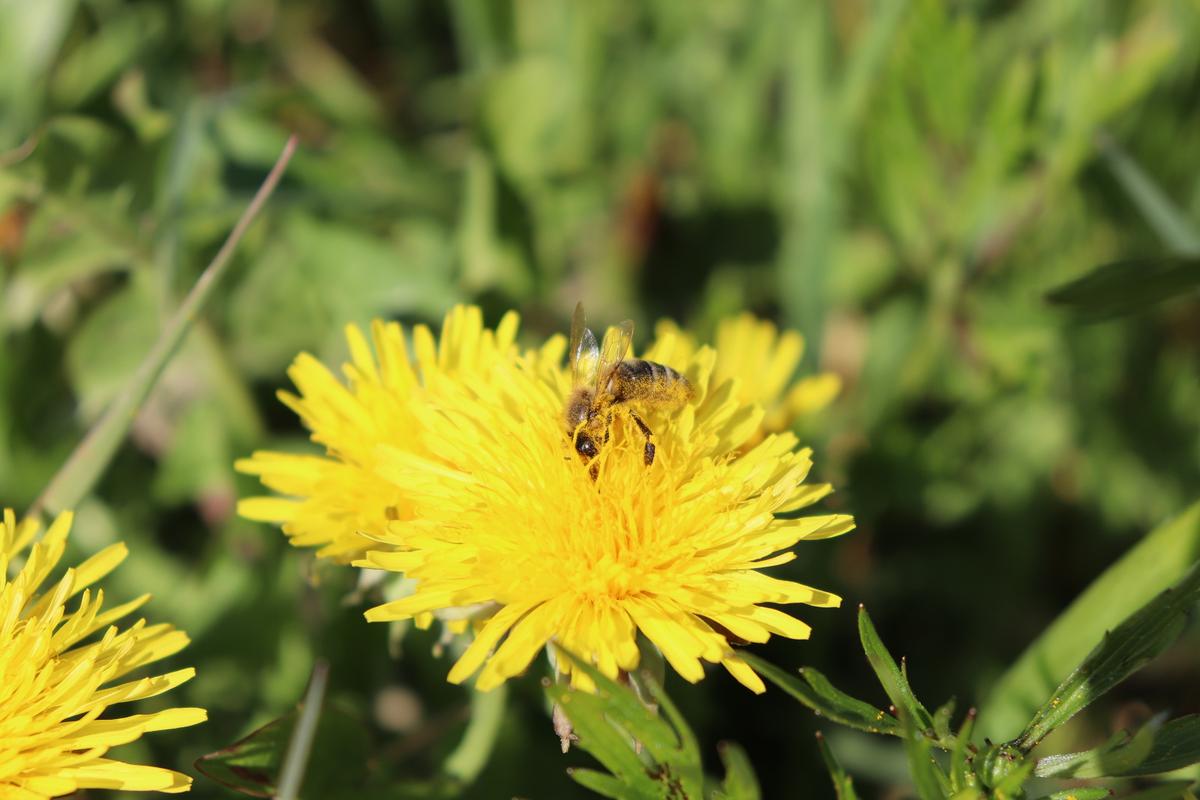 An warmen Tagen kann man den Bienen wunderbar dabei zusehen, wie sie mit ihrem ganzen K&ouml;rper in die Bl&uuml;ten abtauchen und Pollen sammeln. (Foto: Nick Leukhardt)