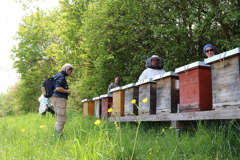 Auch 2025 m&ouml;chten wir bei unseren Seminaren wieder mit ganz vielen Menschen in die Welt der Bienen eintauchen. (Foto: Nick Leukhardt)