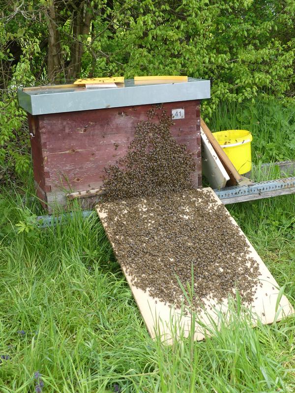 Das Einlaufen lassen eines Schwarms war ein besonderer Höhepunkt. (Foto: Mellifera e. V. / Jonas Ewert)