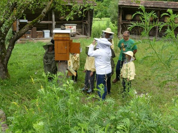 In der Schaubeute lassen sich die Bienen entspannt beobachten (Foto: Jonas Ewert)