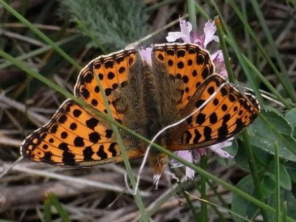Kleiner Perlmutterfalter Issoria lathonia am Oregano, Grävenwiesbach 