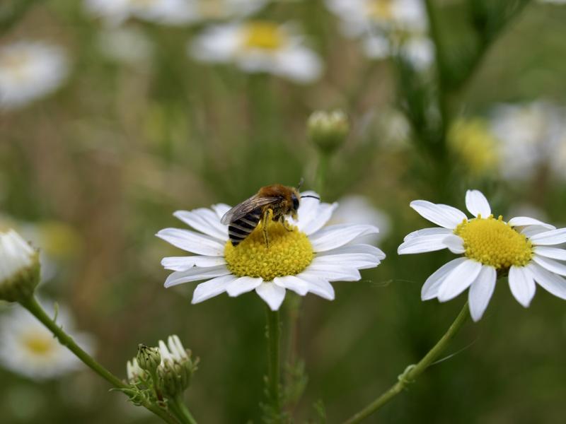 Eine Buckel-Seidenbiene genie&szlig;t ihr Festmahl auf eine Kamillen-Bl&uuml;te. Diese Pflanze ist auch in der Saatgutmischung enthalten, die am Weltbienentag in ganz Deutschland verteilt wird. (Foto: Mellifera e. V./Linda Trein)