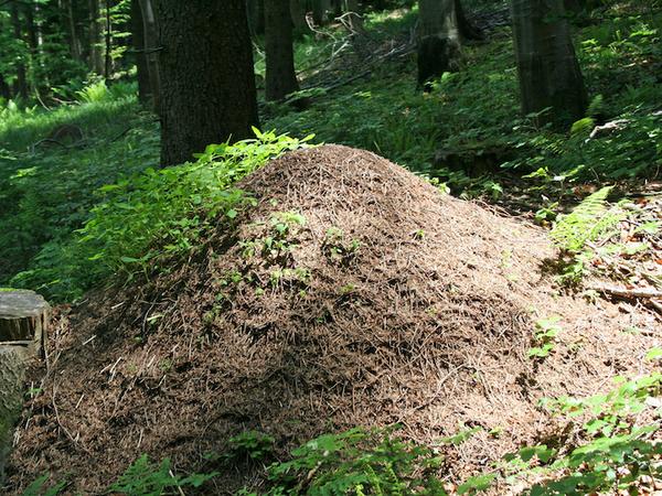 Ein Nest der kleinen roten Waldameise (Foto: Hans Rindberger)