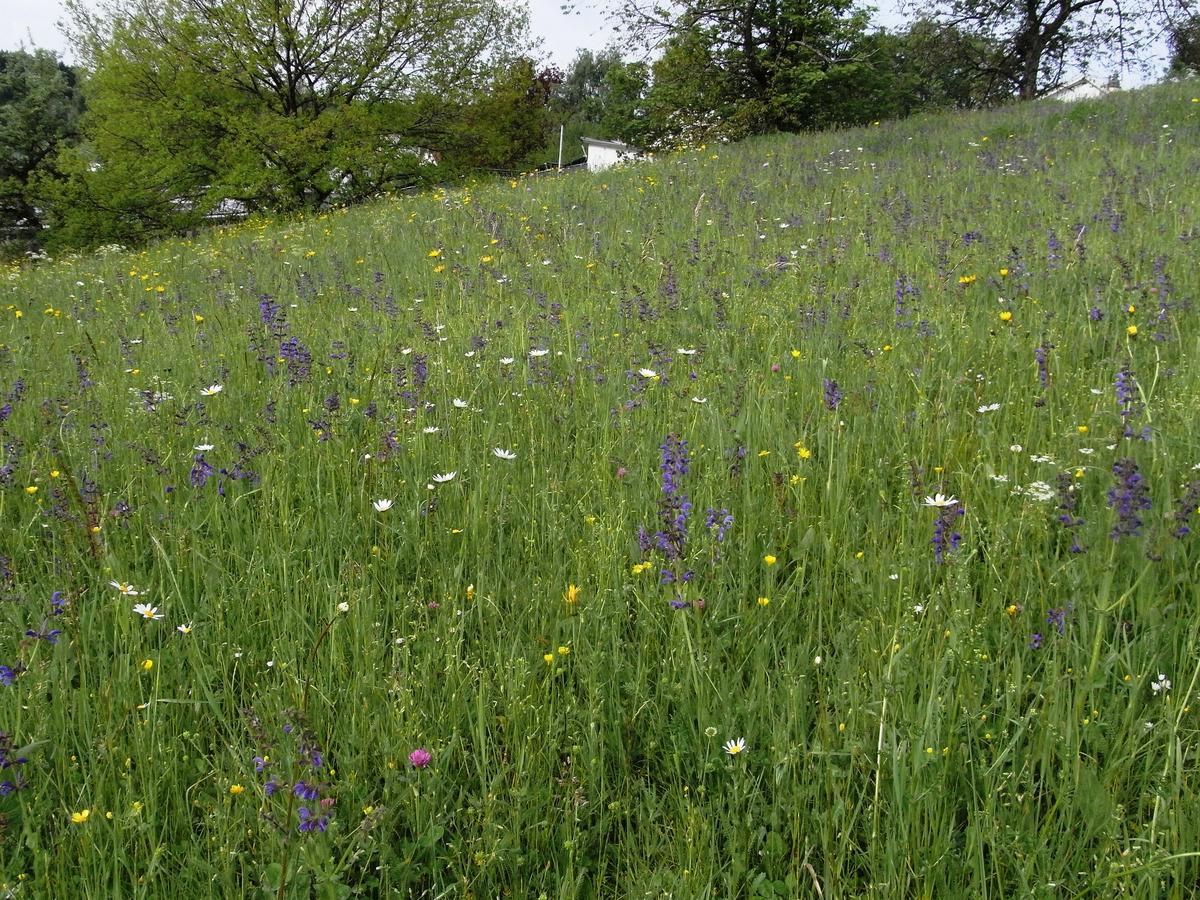 Bl&uuml;hende Salbei-Glatthaferwiese in Rosenfeld - hier finden Bl&uuml;tenbest&auml;uber einen reich gedeckten Tisch (Foto: Anna Kohnle)