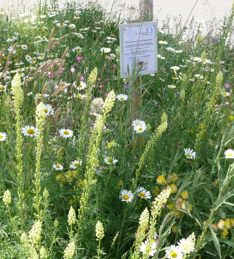 Saumansaat zur Bl&uuml;tezeit von wilder Resede und Margerite (Mischung und Foto: Maria Stark, Naturgartenplanerin, www.naturnahe-gaerten.biz) 