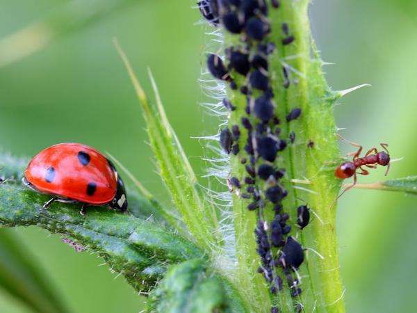Nützlinge für Schädlinge: Marienkäfer fressen Blattläuse. 