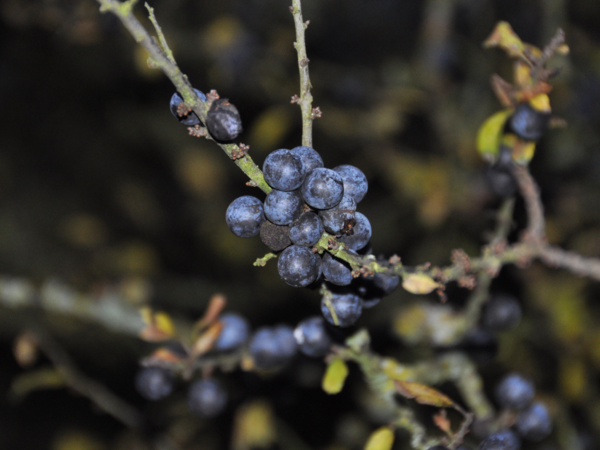Die Beeren der Schlehen im Herbst (oben) und im Winter (unten). (Foto: Pixabay)