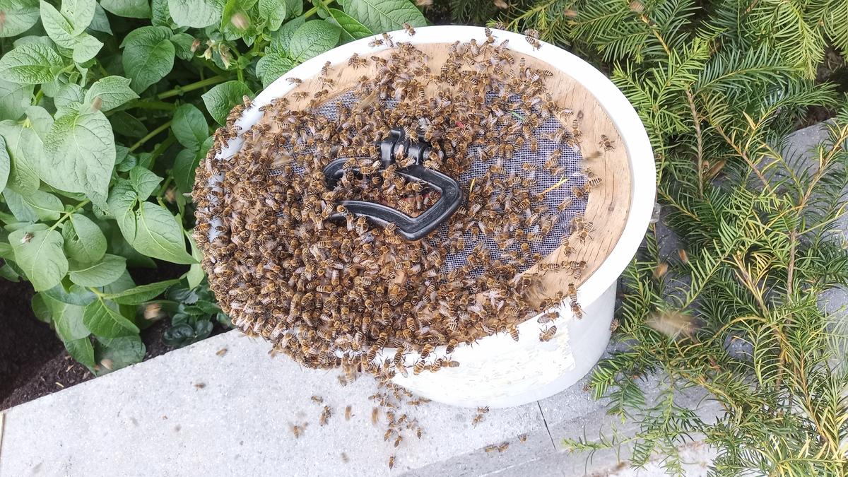 Einer der Bienenschw&auml;rme, die Ingo Lau in diesem Jahr fangen durfte. (Foto: Ingo Lau)