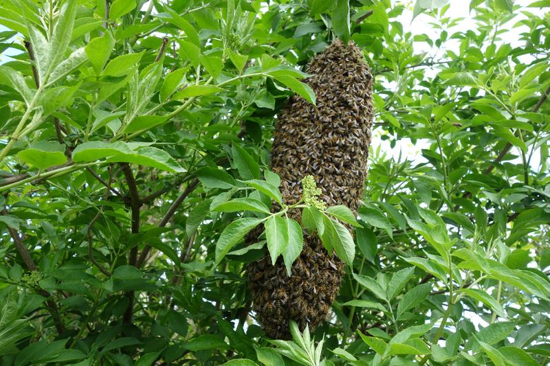 Der Bienenschwarm &ndash; laut Thomas D. Seeley ein &bdquo;Gehirn ohne Sch&auml;del&ldquo;. (Foto: Katrin Sonnleitner)