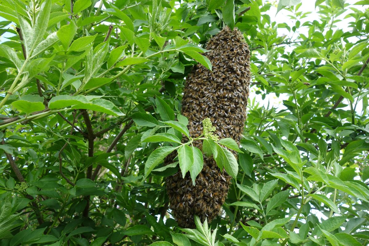 Der Bienenschwarm &ndash; laut Thomas D. Seeley ein &bdquo;Gehirn ohne Sch&auml;del&ldquo;. (Foto: Katrin Sonnleitner)