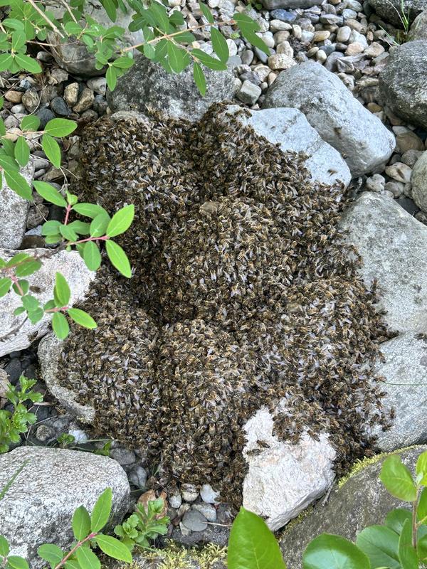 Ein Schwarm auf dem Fußboden ist meist seiner Königin gefolgt, die dort zum Landen kam. (Foto: Gülderen Kumru)