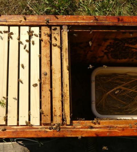 Je nach Jahreszeit m&uuml;ssen die Bienen eventuell gef&uuml;ttert werden. 