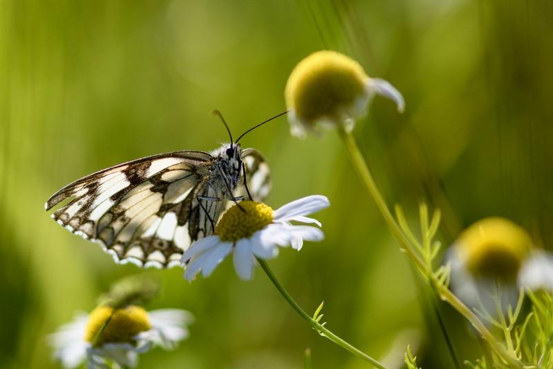 Ein Schachbrettfalter besucht eine Kamillebl&uuml;te (Foto: Volker Gottwald)