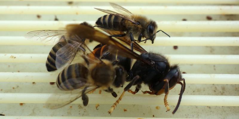 Kontrolle der Varroaschale Anfang November - diese Asiatische Hornisse wurde von den Bienen getötet. (Foto: Katrin Sonnleitner)