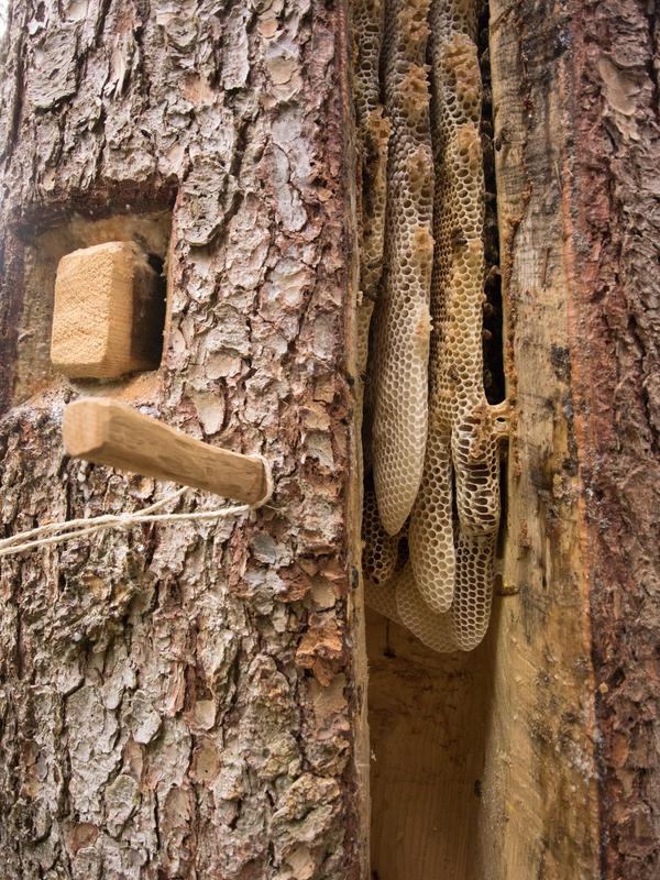 Blick in die Arbeitsöffnung des Imkers auf Naturwabenbau in einem lebenden Baum in fünf Metern Höhe (Foto: Norbert Poeplau)