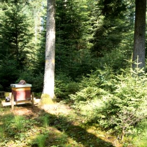 Ein Vergleichsvolk im Magazin in Einzelaufstellung im Wald. (Foto: Norbert Poeplau)