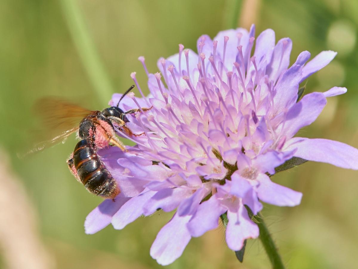Eine Knautien-Sandbiene auf einer Wiesen-Witwenblume. (Foto: Wilfried van de Sand)