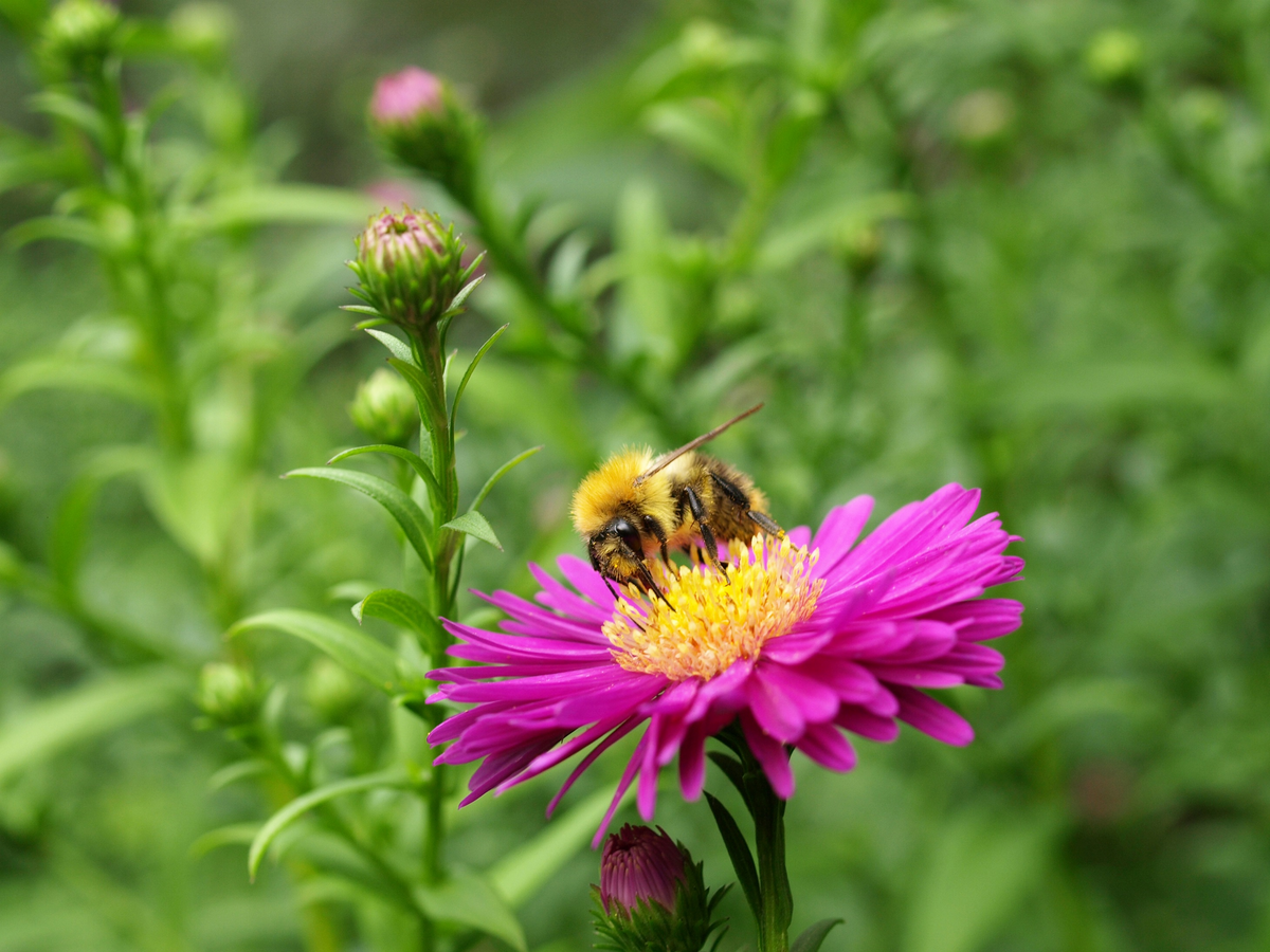 Besonders im Sp&auml;tsommer und Herbst k&ouml;nnen Zierpflanzen wie z. B. die Herbst-Aster generalistischen Best&auml;ubern wie der Ackerhummel Nahrung bereitstellen. (Foto: Linda Trein)
