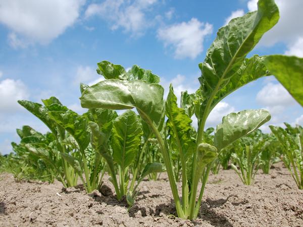 Laborversuche haben gezeigt, dass die Bienengiftigkeit des Neonicotinoids Thiacloprid um das Hundertfache erhöht, wenn es mit Fungiziden aus der Gruppe der Azole kombiniert wird. Diese Fungizide werden auch im gebeizten Zuckerrübensaatgut verwendet. 
