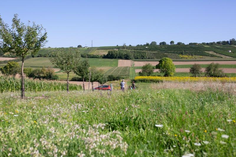 Auf Tour zu Fl&auml;chenpartner*innen des BienenBl&uuml;tenReichs. (Foto: Dr. Linda Trein)