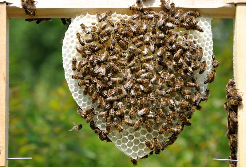 Die junge Wabe eines Bienenschwarms ist anfangs strahlend weiß, ... (Foto: Michel Collette)