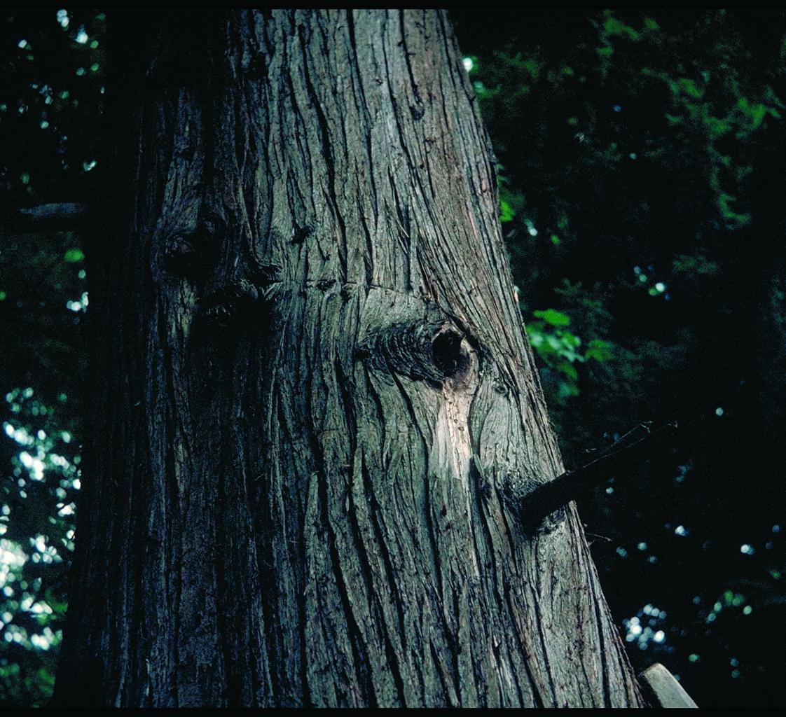 Flugloch im Bienenbaum von Angenstein (Foto: Martin Dettli)