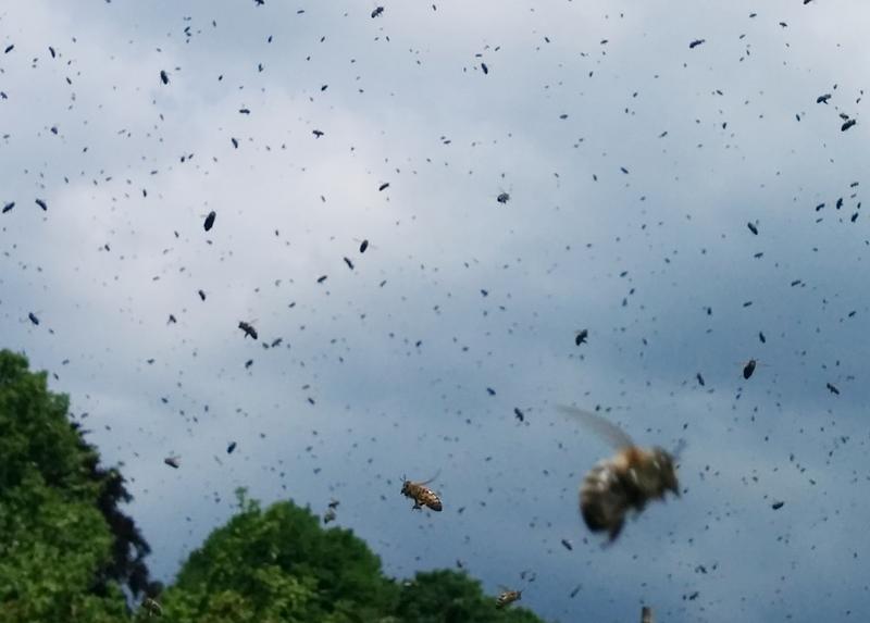 Fliegender Bienenschwarm (Foto: Erhard Maria Klein)