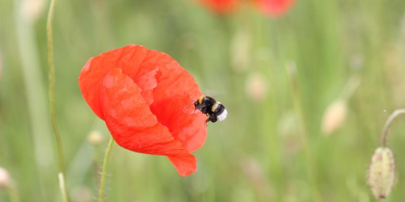 Gartenhummel an Mohnblume (Foto: H. Loritz)