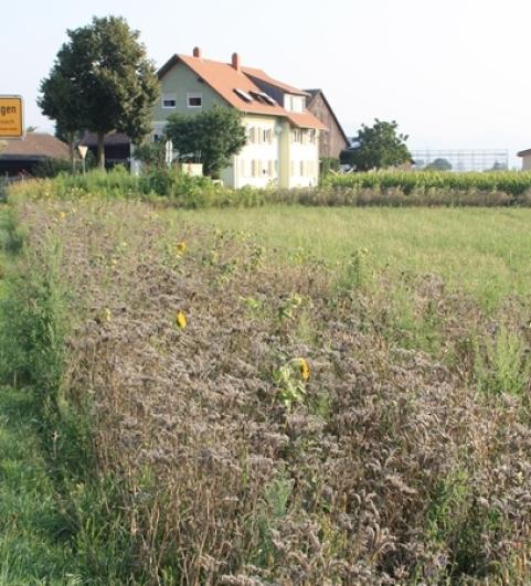 Bl&uuml;hstreifen in G&uuml;ndlingen, Lkr. Breisgau-Hochschwarzwald 