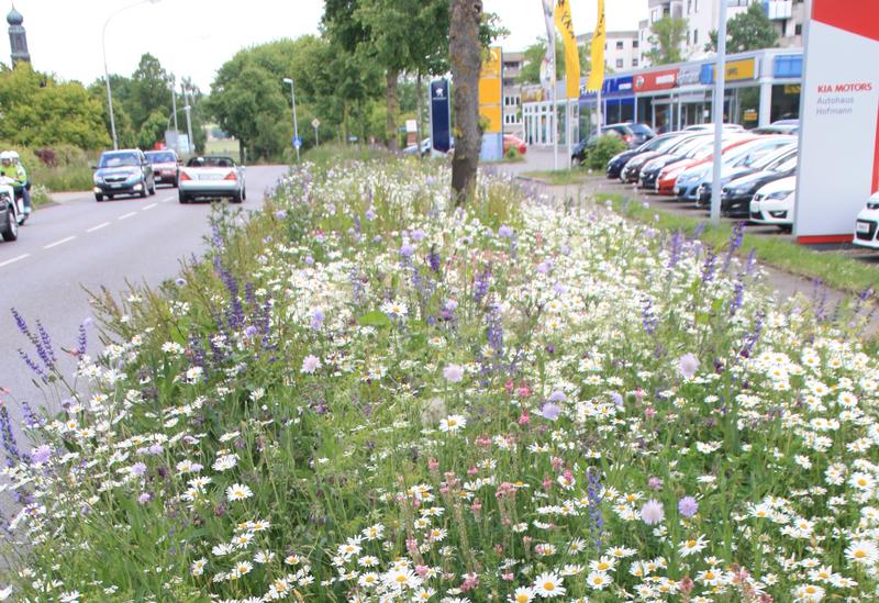 Bl&uuml;hender Stra&szlig;enrandstreifen aus heimischen Wiesenblumen in Bad Saulgau, 31. Mai 2014 (Foto: Holger Loritz)