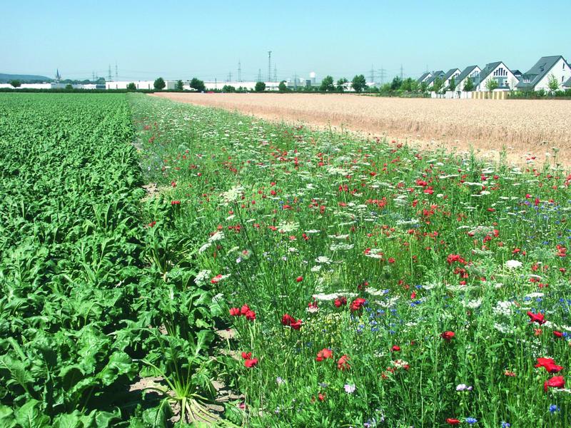Bl&uuml;hstreifen sind ein abwechslungsreiches Angebot f&uuml;r die Insekten. 