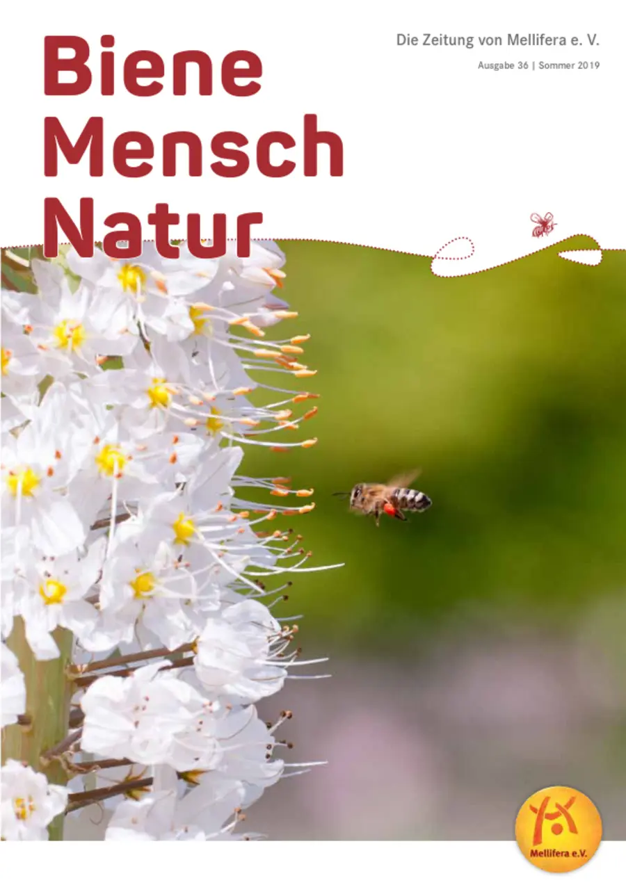 Cover von »Biene Mensch Natur« Ausgabe 36 | Sommer 2019