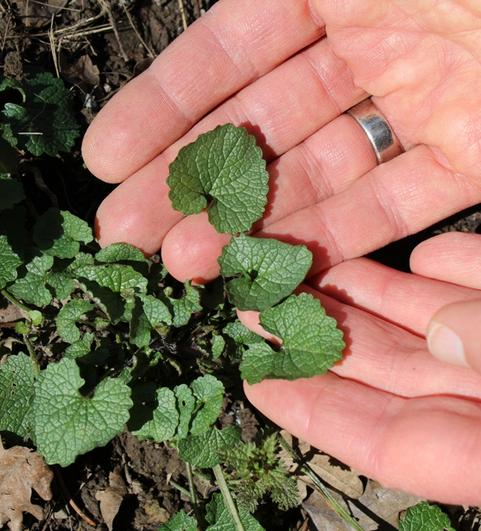 Junge Knoblauchsrauke (Alliaria petiolata) in den ersten M&auml;rztagen  Sie w&auml;chst entlang schattiger Waldwege und an Hecken und Waldr&auml;ndern an eher schattigen und n&auml;hrstoffreichen Standorten. Sie geh&ouml;rt zu den Kreuzbl&uuml;tengew&auml;chsen (Brassicaceae). Der hohe Gehalt an Knoblauch&ouml;l und Senfglykosiden sorgt f&uuml;r einen w&uuml;rzig-scharfen Geschmack. (Foto: Birgit Matz)