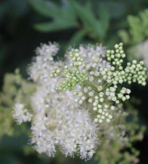 M&auml;des&uuml;&szlig; (Filipendula ulmaria) ist eine sehr pflegeleichte und zugleich wundersch&ouml;ne, anmutige Staude f&uuml;r einen naturnah gestalteten Garten. Besonders in der N&auml;he eines Teiches oder vor dem Hintergrund von Geh&ouml;lzen kommt sie gut zur Geltung. (Foto: Birgit Matz)