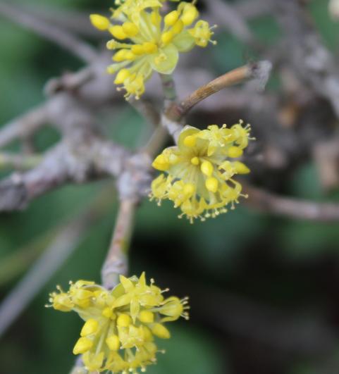 Schon in den ersten M&auml;rztagen bl&uuml;ht die essbare Kornelkirsche (Cornus  mas);  ab September k&ouml;nnen die ersten roten, eif&ouml;rmigen Fr&uuml;chte gesammelt und roh gegessen oder zu Fruchtaufstrichen oder Kompott weiterverarbeitet werden. (Foto: Birgit Matz)