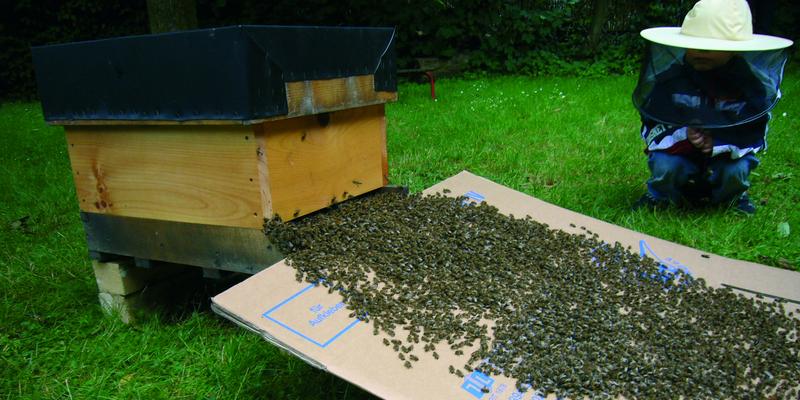 Das Bienenvolk zieht in sein Haus in der „KiTa Heinrich-Brandhoff-Straße“ ein. 