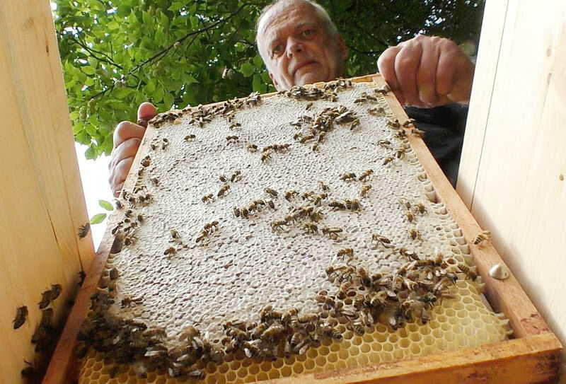 Mellifera Einraumbeute