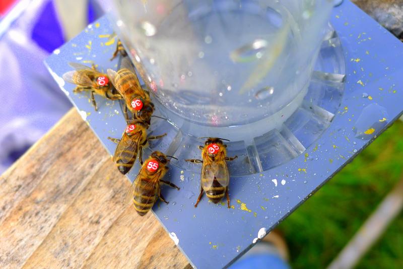 Mit Nummern gezeichnete Bienen haben ihre k&uuml;nstliche Futterquelle kennengelernt. Ohne den Einfluss von Neonicotinoiden bringen sie den &bdquo;Nektar&ldquo; zuverl&auml;ssig nachhause in den Bienenstock. (Foto: Theresa M&uuml;ller)