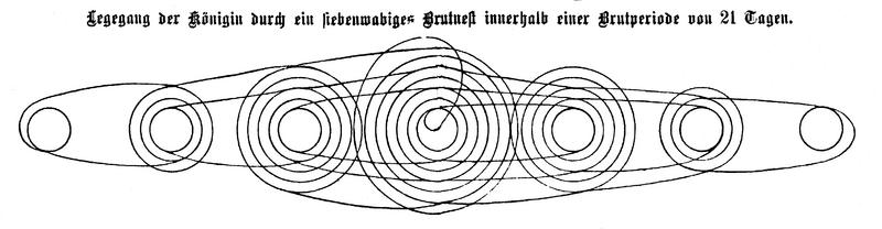 Aus: Ferdinand Gerstung: Der Bien und seine Zucht, 1902 