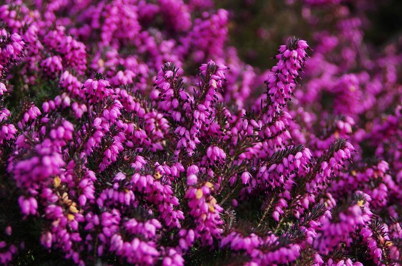 Blume des Jahres: Besenheide (Foto: pixabay)